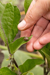 Farmer inspecting eggplant leaves