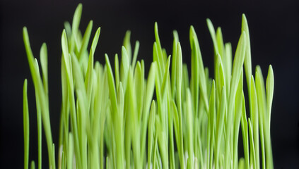 Close‑up view of fresh grass seedlings silhouetted on a dark background, emphasizing new growth...