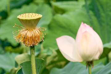 蓮の花が散った後の蜂の巣のような形をした部分