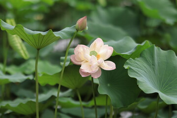 lotus and leaves