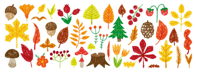 Color pencil autumn forest elements. Crayon drawing red berries, pine, acorn, fir tree. Oak maple birch leaves, fall seasonal childish drawn neoteric vector clipart