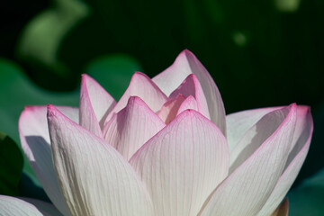夏の朝の静寂を彩るハスの花
