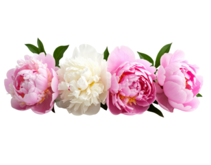  Five Peonies in Varying Pink and White Tones, Slight Overlap with Natural Bloom Shapes, Angled Front View