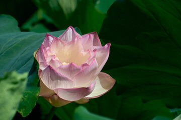 夏の朝の静寂を彩るハスの花