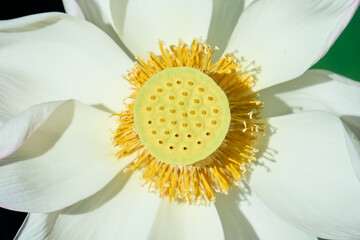 真上から見下ろしたハスの花のクローズアップ
