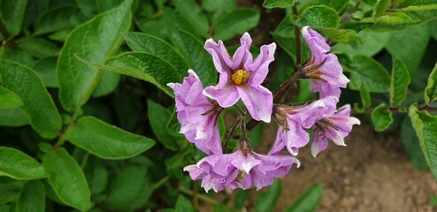 Detailed view of potato plant stem and compound leaves