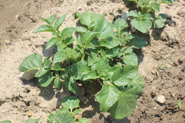 Growing potato plants in farmland