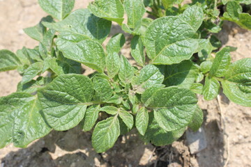Close-up of emerging potato sprout leaves