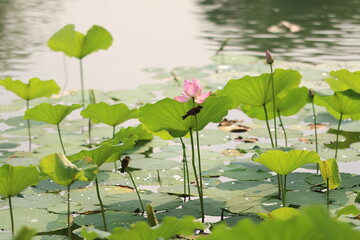 sparrow on lotus