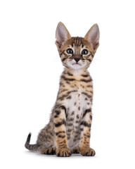 Cute very young Savannah cat kitten, sitting up facing front. Looking curious towards lens.Isolated on a white background.