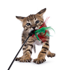 Cute very young Savannah cat kitten, pulling hard while playing with feather toy. front. Looking...