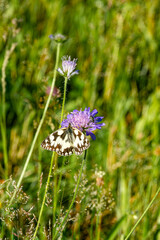 Butterfly Resting on a Purple Wildflower in a Green Meadow