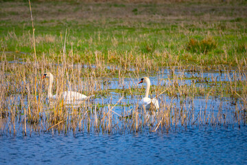 Ostseebad K&uuml;hlungsborn