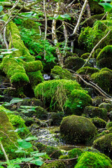 Moss-Covered Rocks and Stream in a Serene Forest Setting