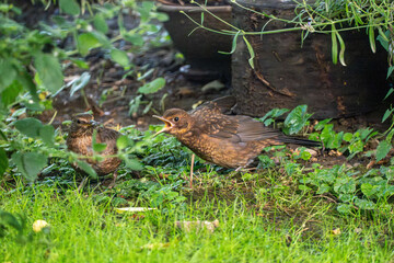 Two Juvenile Birds Interacting on a Green Garden Floor