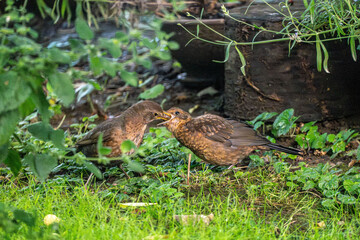 Mother Bird Feeding Her Chick in a Lush Green Garden
