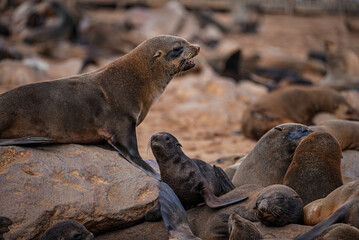 Naklejka premium Cape fur seal pup sits among adults on rocky shore at Cape Cross Seal Reserve, Namibia. Vibrant marine life and natural habitat showcase Namibia’s wild coastline.