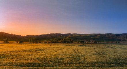 Serene golden field at sunrise. Tranquil landscape showcasing a golden wheat field under a soft sunrise sky. Rolling hills and distant trees creating a picturesque rural scene.