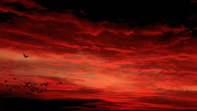 Crimson Sky: Birds in Flight at Sunset