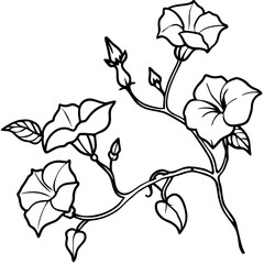Elegant simple outline of a blooming morning glory vine with flowing leaves