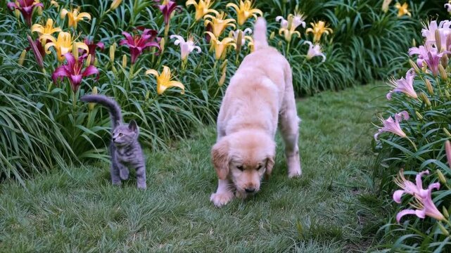 Playful dog and curious kitten frolic through vibrant flower garden