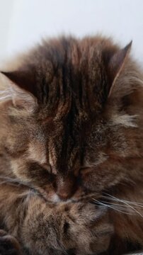 portrait of a cat in licking time, Adorable female of siberian breed 