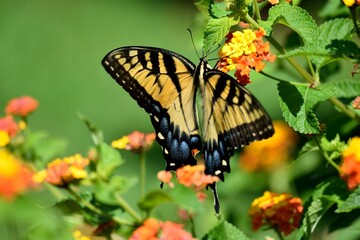 butterfly on flower