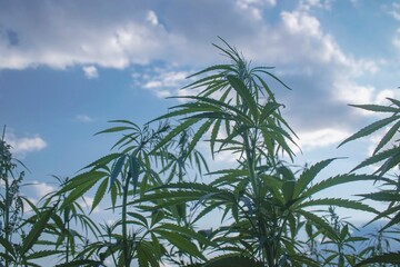 Green cannabis plant with flowers and leaves growing in the field. Marijuana cultivation in the home. 