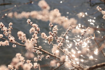 sakura on the water
