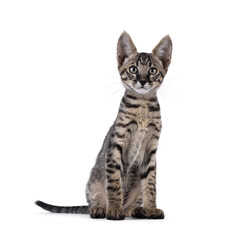 Cute black tabby spotted Savannah cat kitten, sitting up facing front. Looking straight to camera....