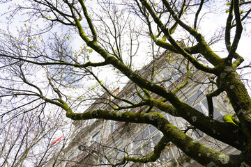 Low angle view of a tree with moss-covered branches in front of a historic building.