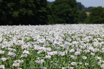 A vast poppy field filled with white flowers stretches into the distance. The poppies (Papaver...