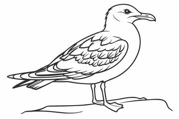 coloring page line art the seagull black vector