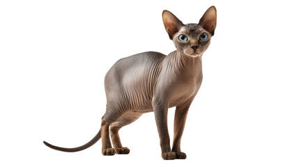 A curious Sphynx cat with large blue eyes, standing on a white background.