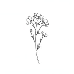 Delicate Floral Line Art: Elegant Botanical Drawing for Design