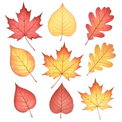 Collection of Vibrant Autumn Leaves in Warm Colors on Transparent Background