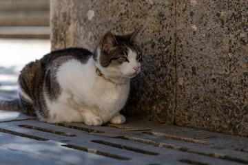 A relaxed cat sits comfortably against a textured stone wall, enjoying a peaceful urban environment.
