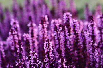 Naklejka premium A field of purple flowers against a green grass background