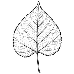 Black and white detailed leaf illustration on white background, botanical drawing