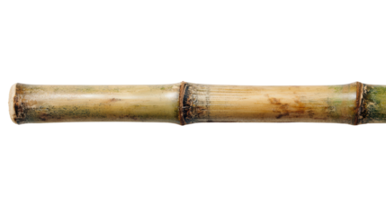 Bamboo stem, isolated on a white background, showcasing its natural texture and color variations.