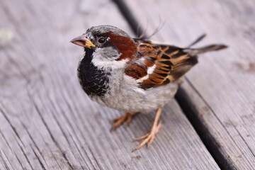 A small brown and black bird perched on a wooden deck, possibly looking for food or shelter