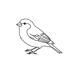 Line art bird vector illustration isolated on white background