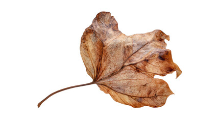 Dry brown leaf on a white isolated background.