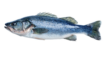 Obraz premium Fresh fish on white isolated background.