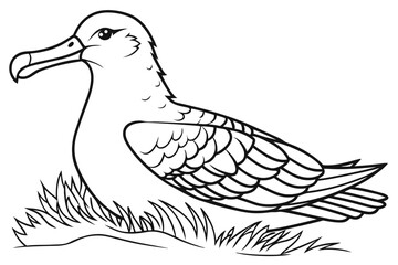 coloring page line art the albatross black vector