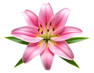 Naklejka premium Top-Down View of Pink Lily with Detached Stem, Artistic Floral Layout, Isolated PNG