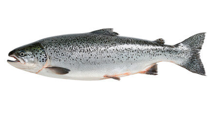 Naklejka premium Fresh salmon fish, isolated on a white background.