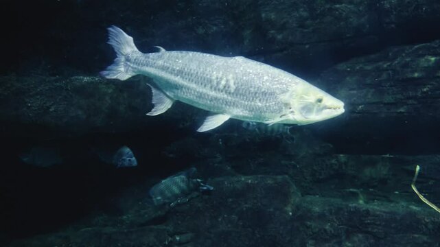 A massive tigerfish (Goliath) swims powerfully in a large oceanarium aquarium, showcasing its sharp teeth and sleek predatory nature in stunning 4K detail.