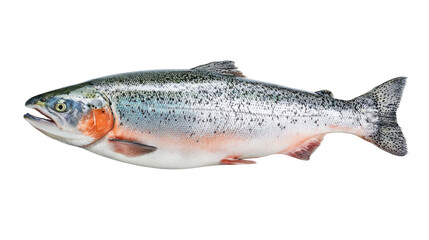Naklejka premium Rainbow trout fish on a white isolated background.