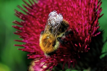 Bumblebee on Vibrant Pink Flower